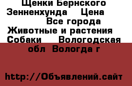 Щенки Бернского Зенненхунда  › Цена ­ 40 000 - Все города Животные и растения » Собаки   . Вологодская обл.,Вологда г.